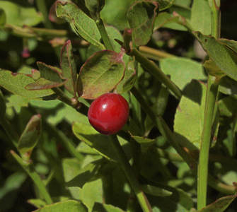 Vaccinium scoparium