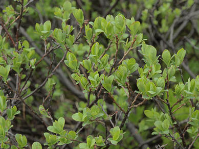 Vaccinium uliginosum
