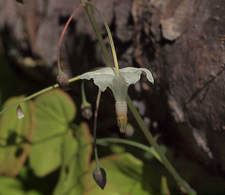 Vancouveria hexandra