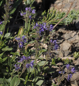 Veronica cusickii 