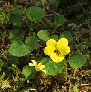 Viola sempervirens (Evergreen violet) 