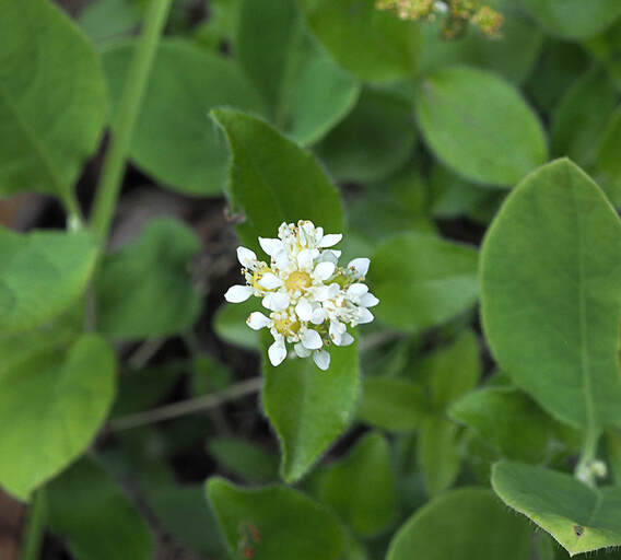 Whipplea modesta (Modesty)