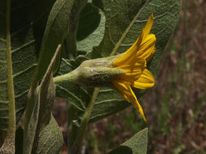 Wyethia mollis