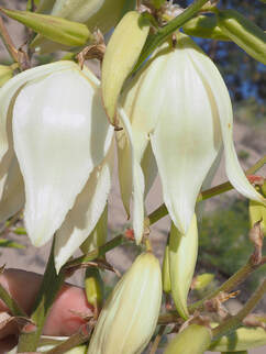 Yucca glauca