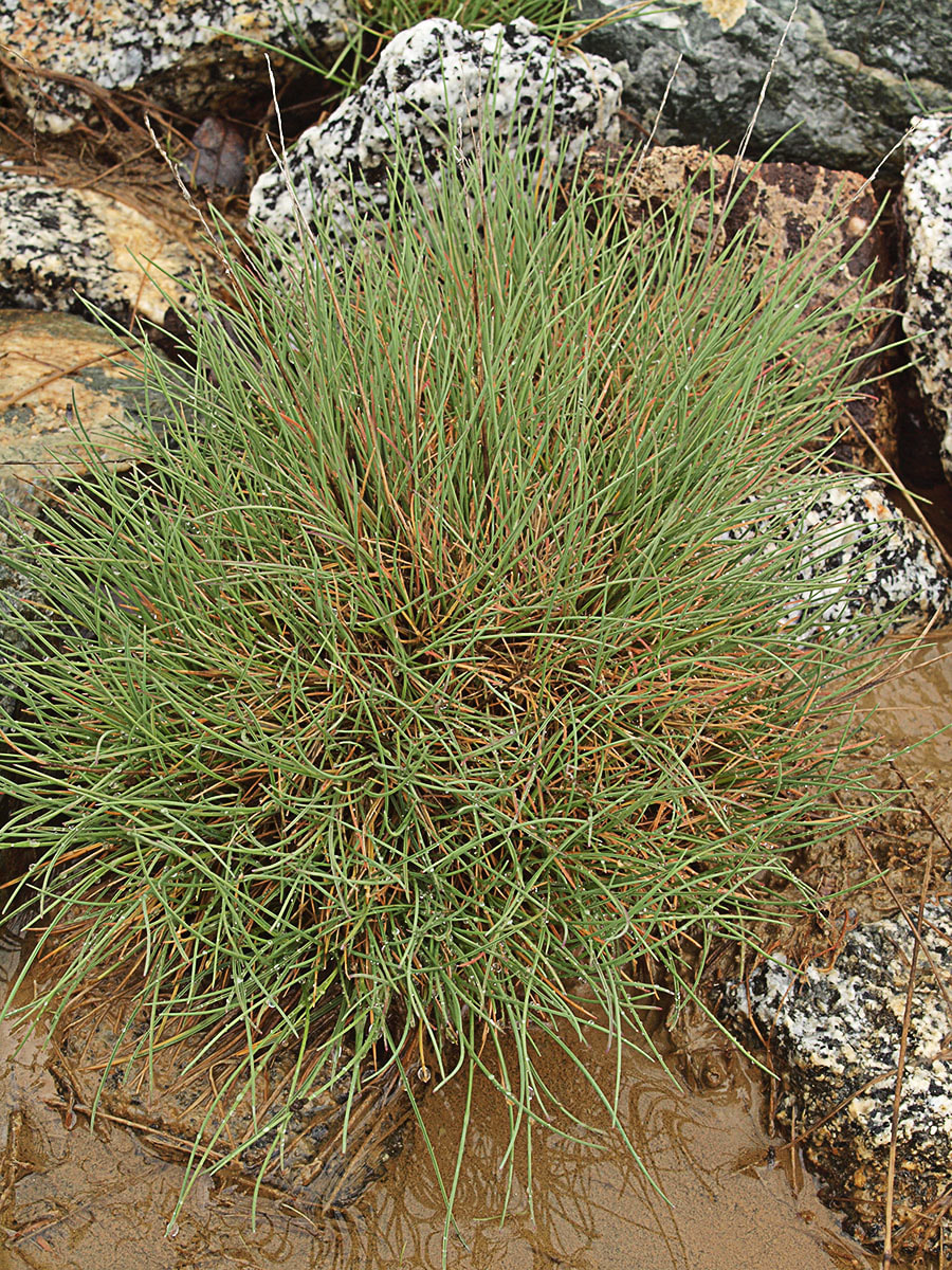 Puccinellia howellii
