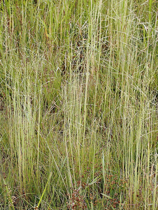 Puccinellia nutkaensis
