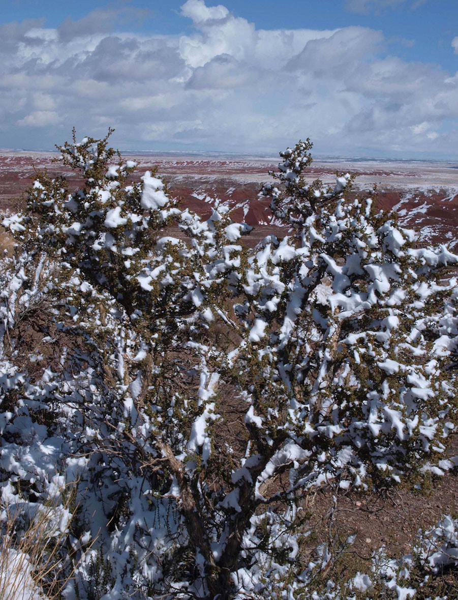 Purshia stansburiana 