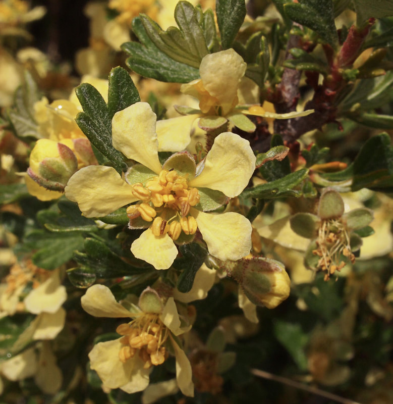 Purshia tridentata
