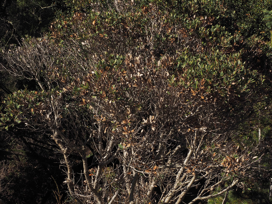 Quercus vaccinifolia