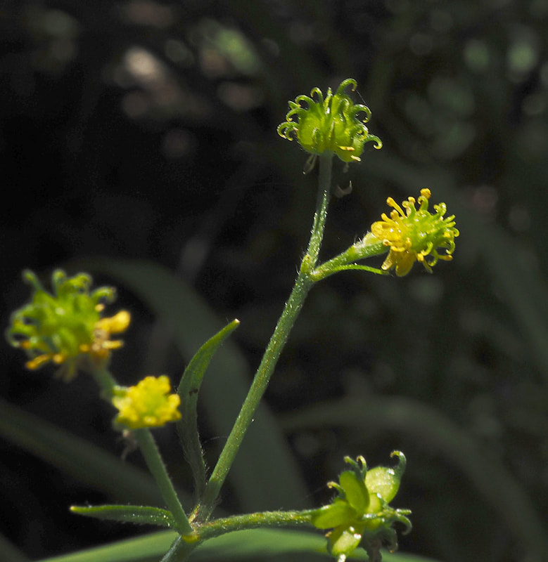 Ranunculus uncinatus