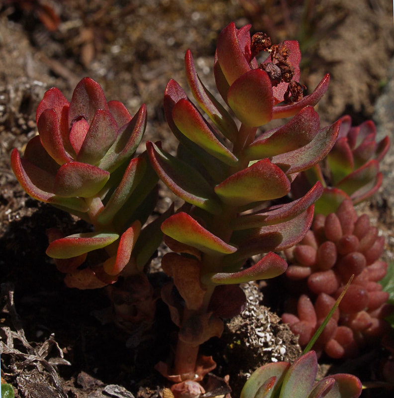 Rhodiola integrifolia ssp. integrifolia