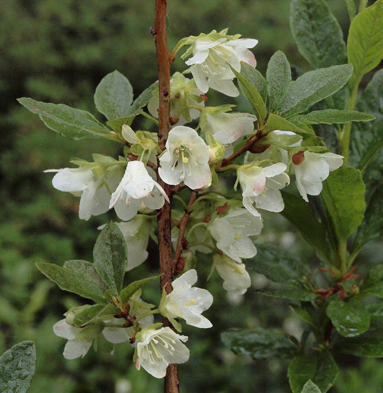 Rhododendron albiflorum