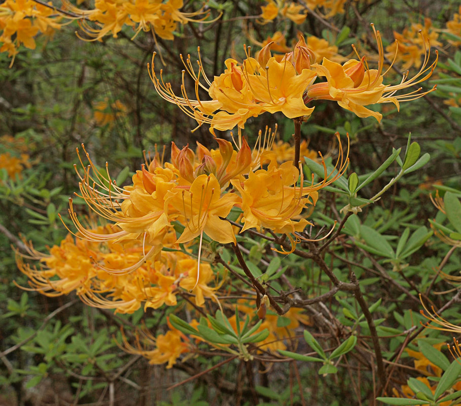 Rhododendron calendulaceum