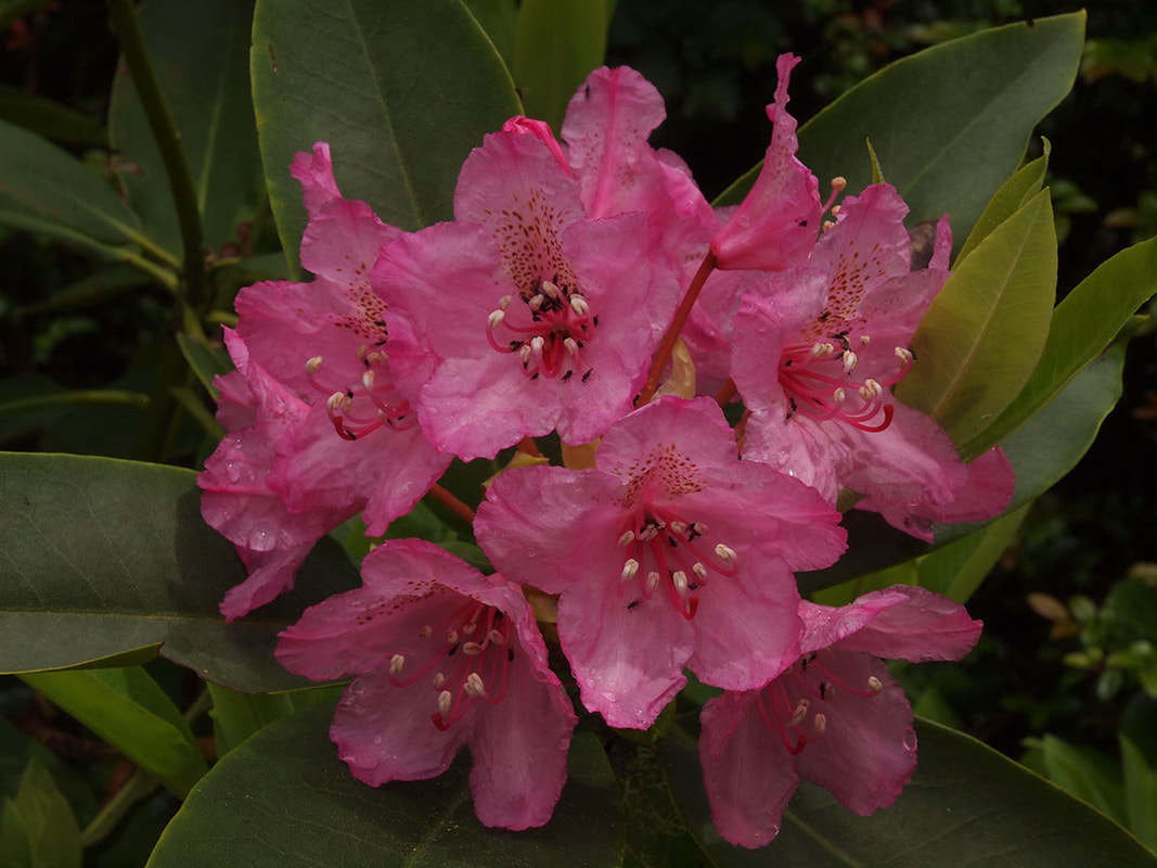 Rhododendron macrophyllum