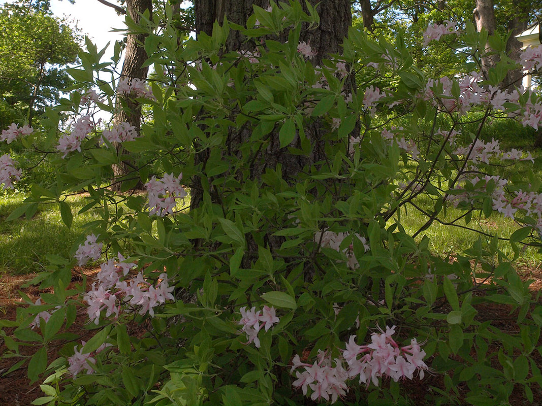 Rhododendron prunifolium var. roseum