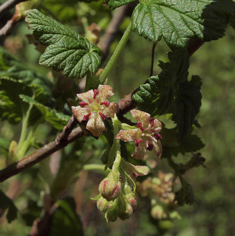 Ribes acerifolium