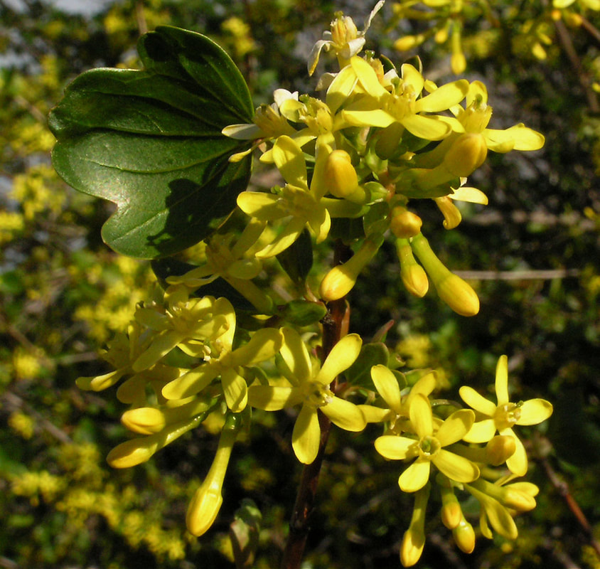 Ribes aureum var. aureum