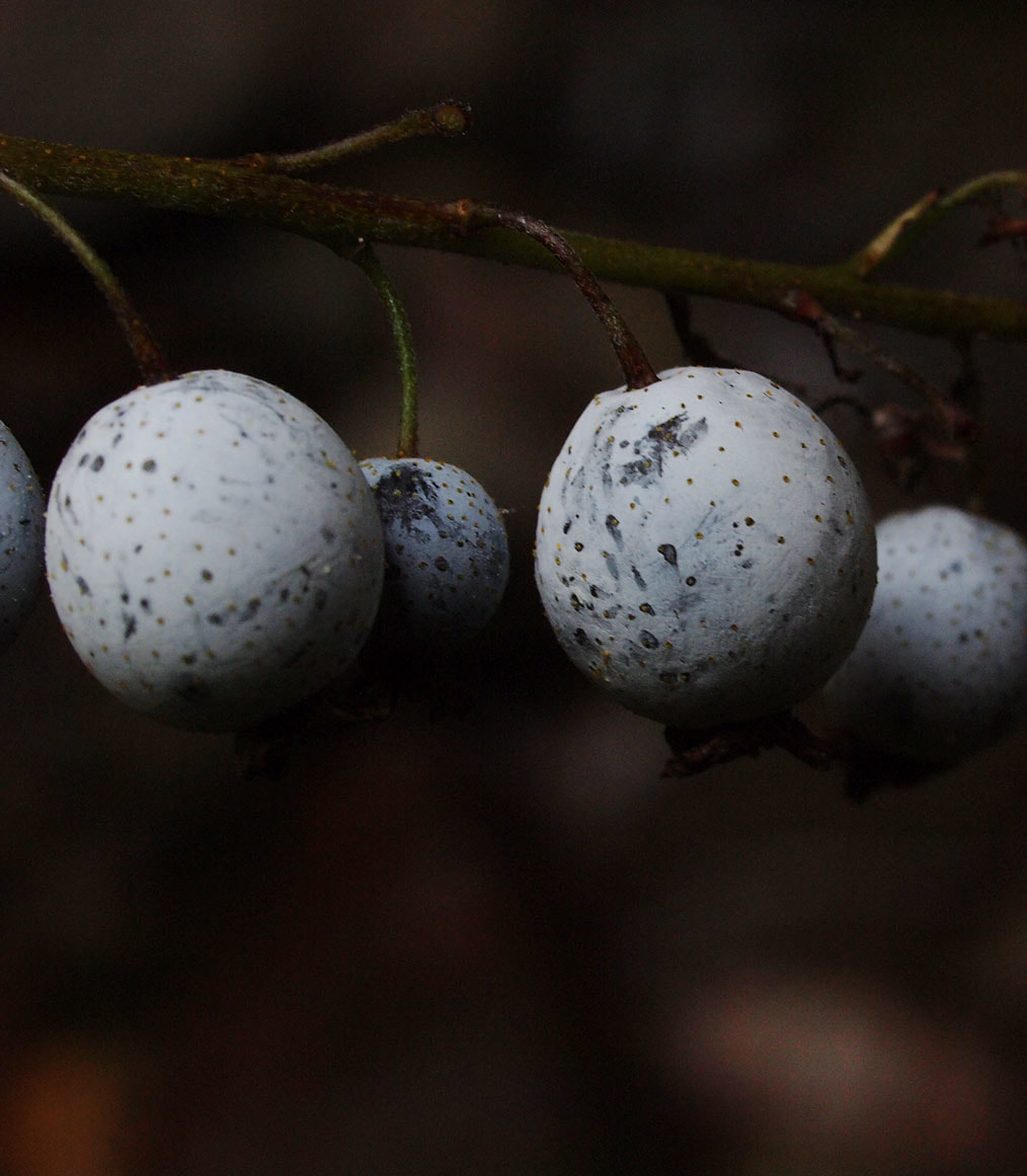 Ribes bracteosum