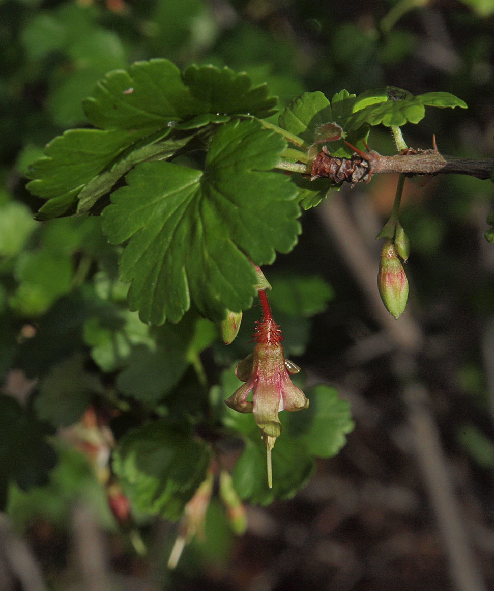 Ribes californicum var. californicum