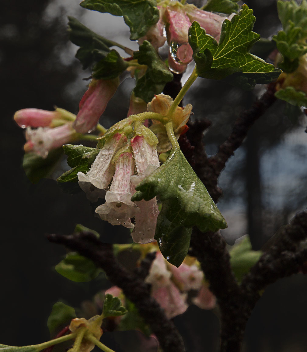 Ribes cereum var. cereum