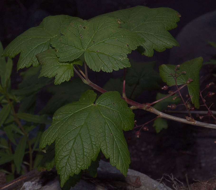 Ribes laxiflorum