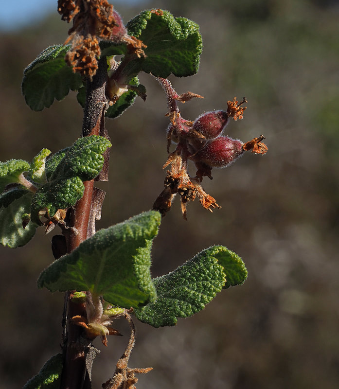 Ribes malvaceum var. viridifolium