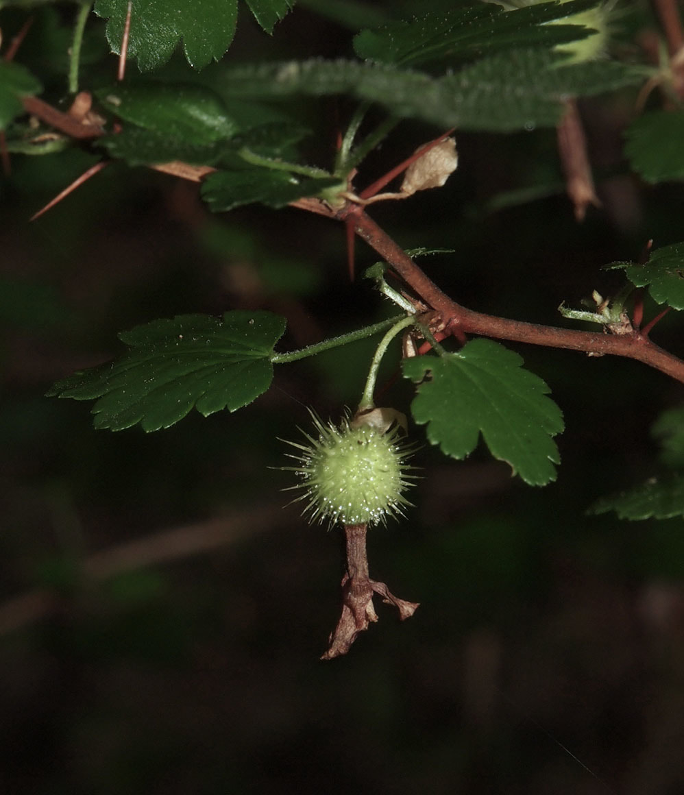 Ribes menziesii var. menziesii