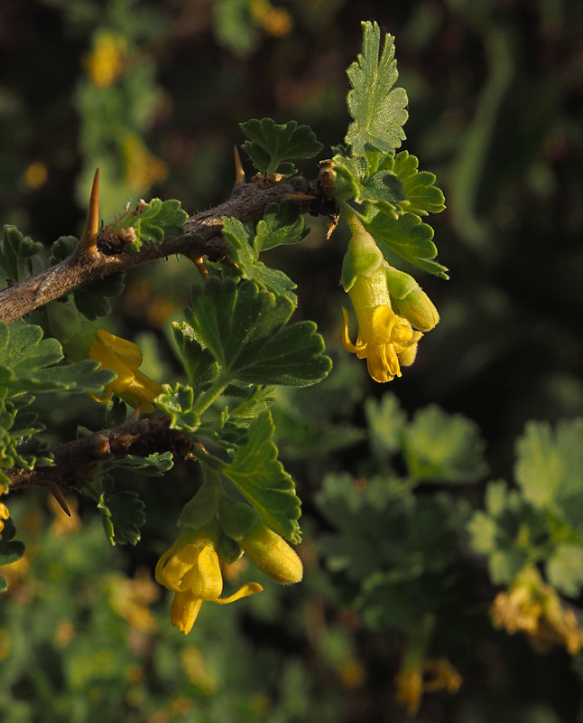 Ribes quercitorum