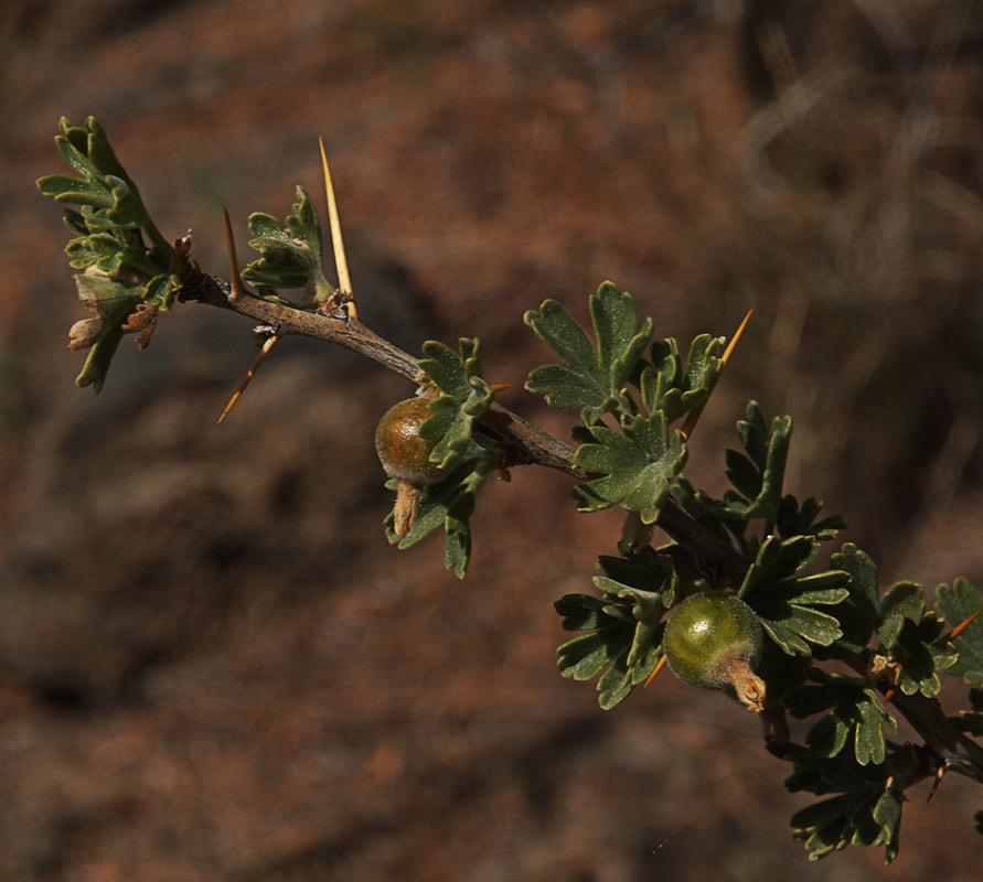 Ribes roezlii