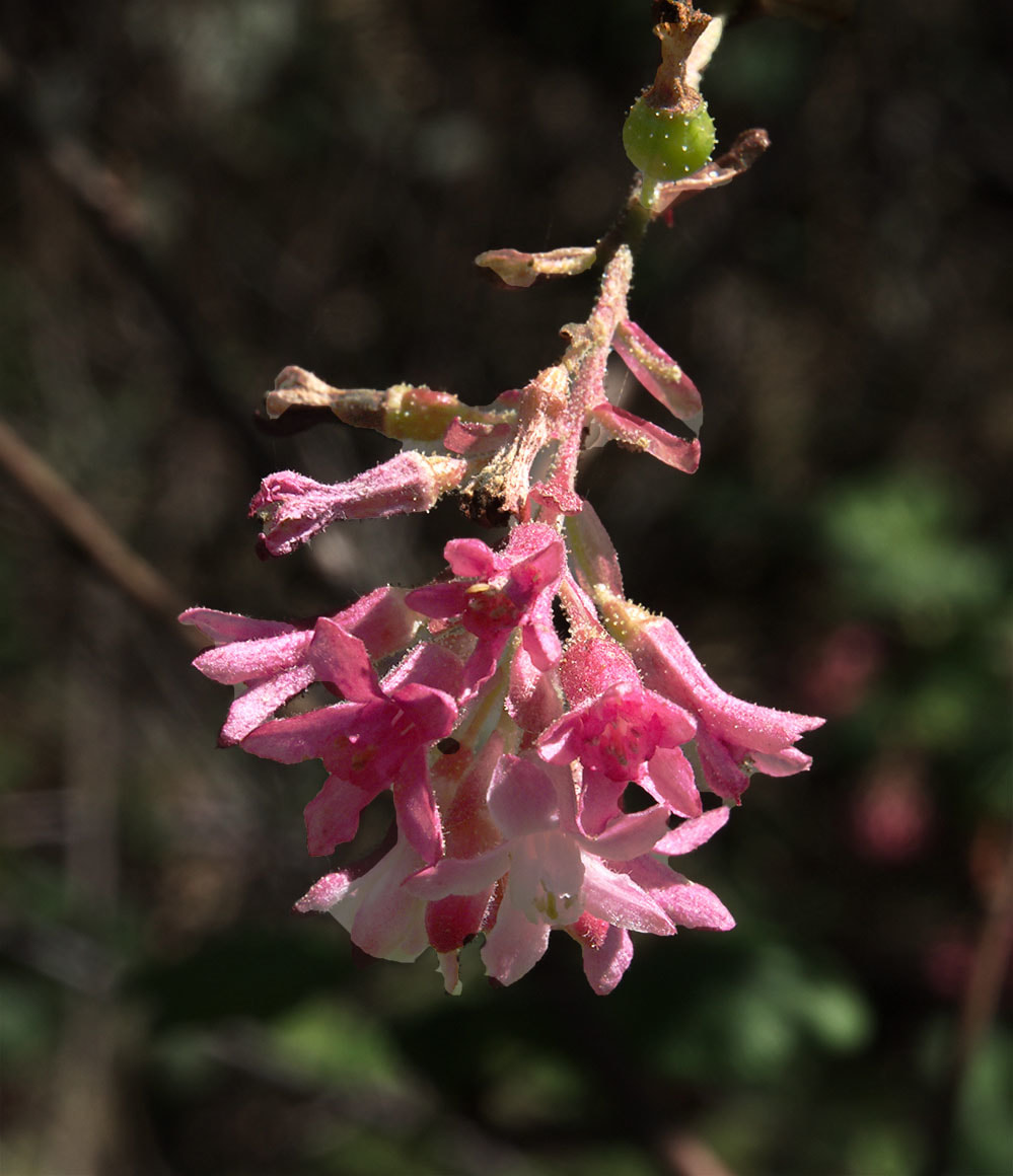 Ribes sanguineum var. glutinosum