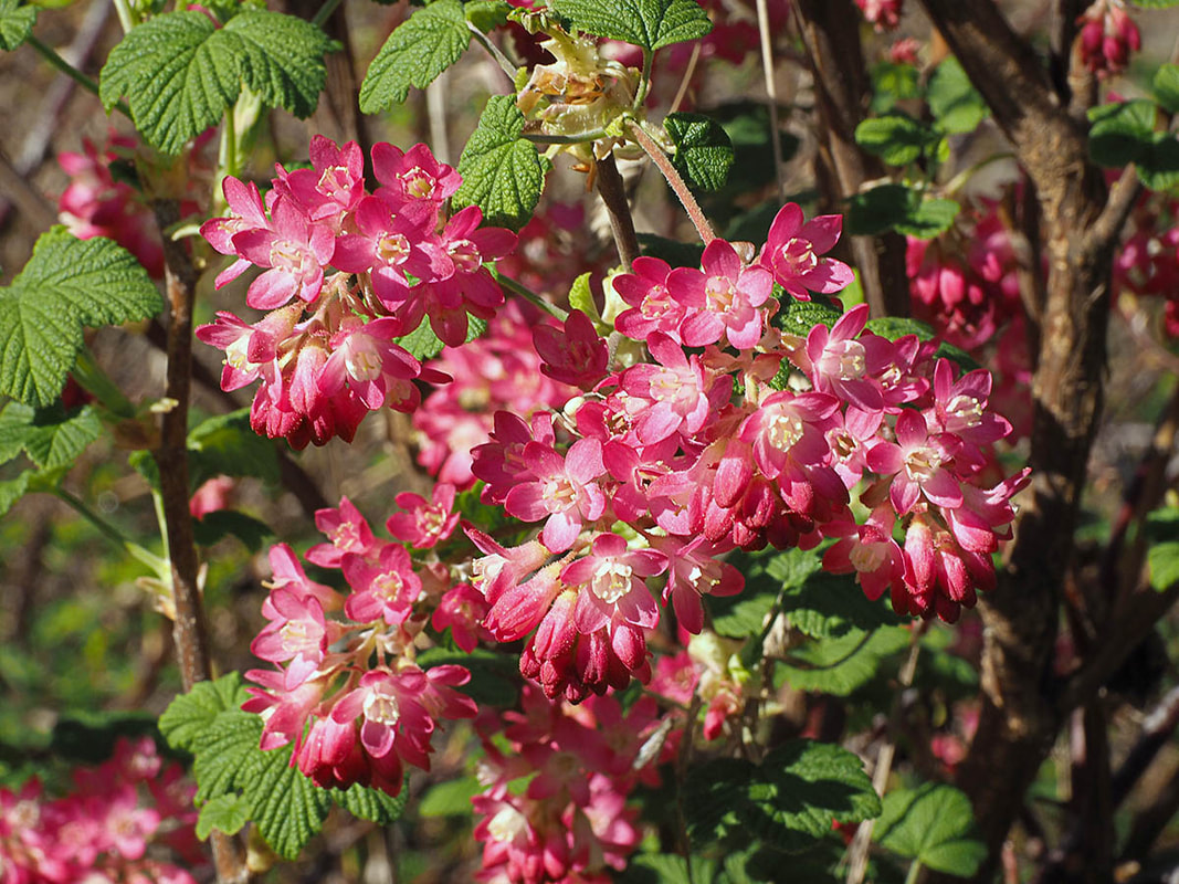 Ribes sanguineum var. sanguineum (Red-flowering Currant)