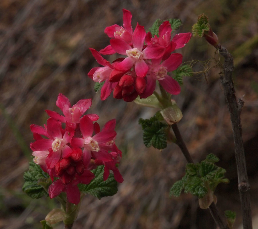 Ribes sanguineum var. sanguineum