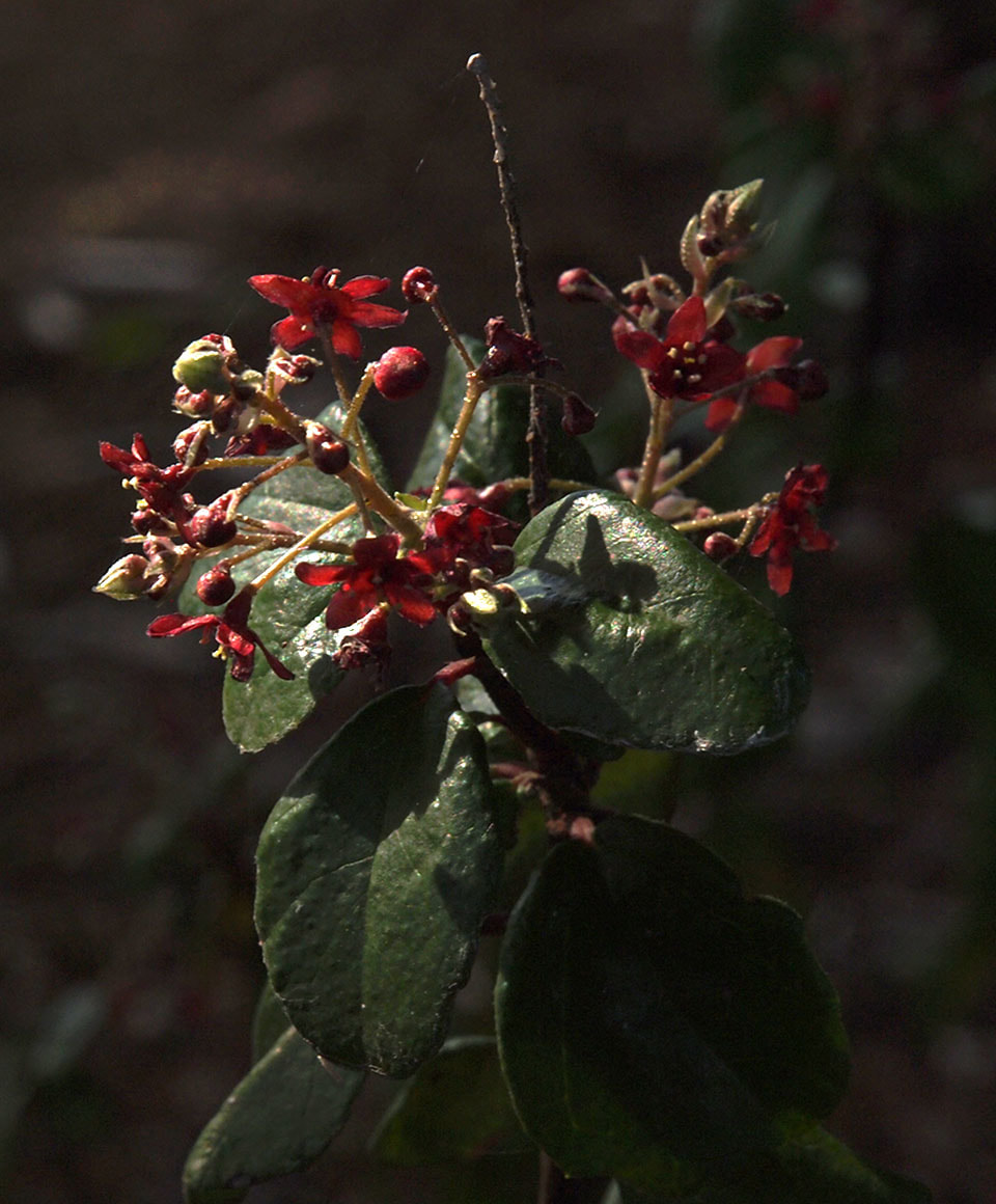 Ribes viburnifolium