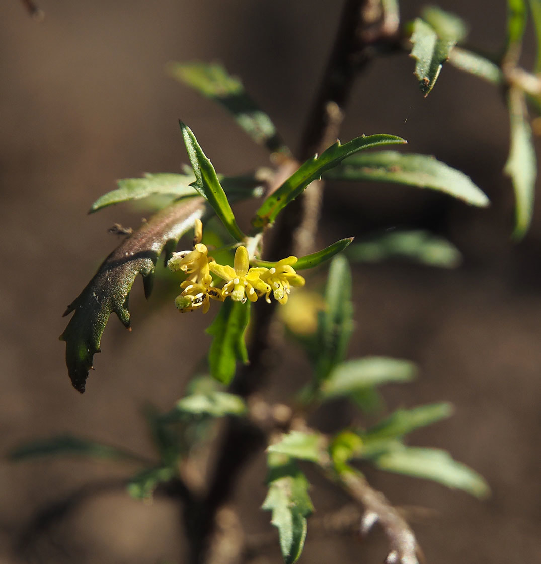 Rorippa curvisiliqua