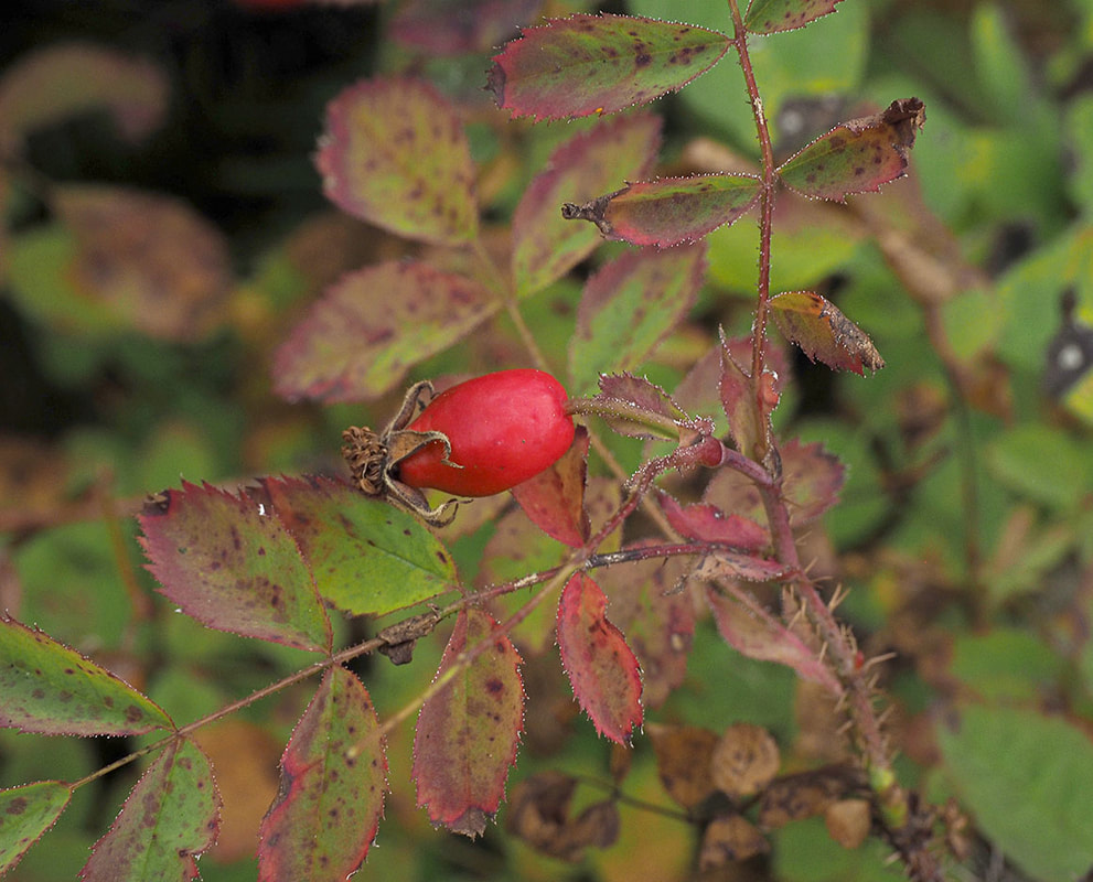 Agoseris heterophylla