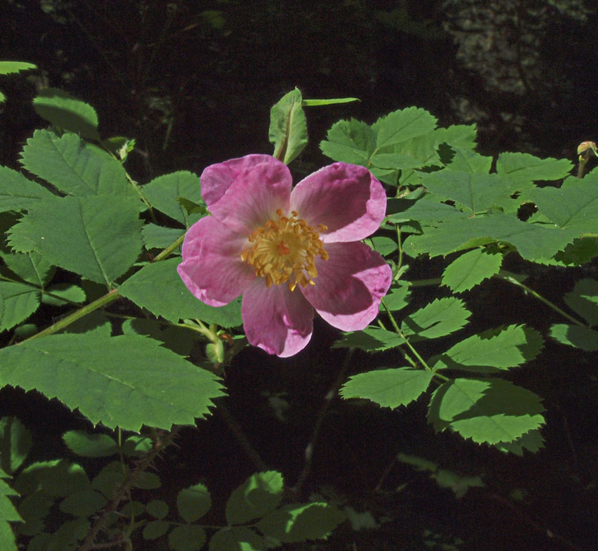 Rosa gymnocarpa var. gymnocarpa