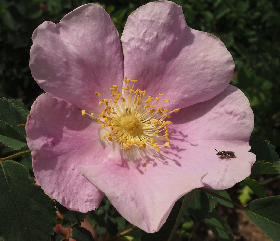 Rosa nutkana ssp. macdougalii