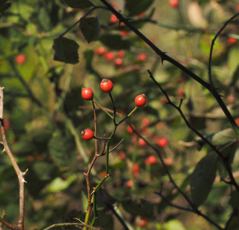 Rosa palustris