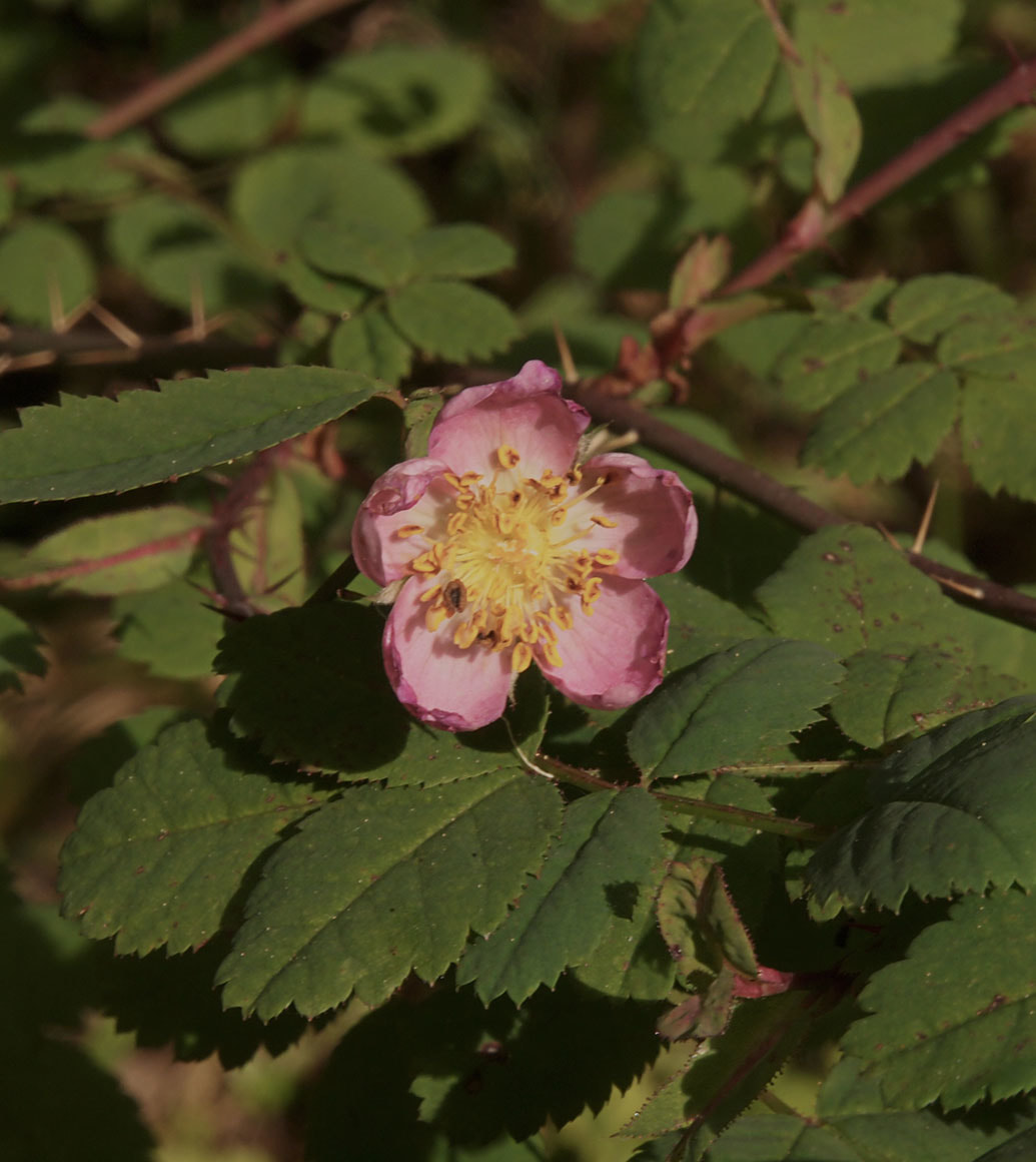 Rosa pisocarpa
