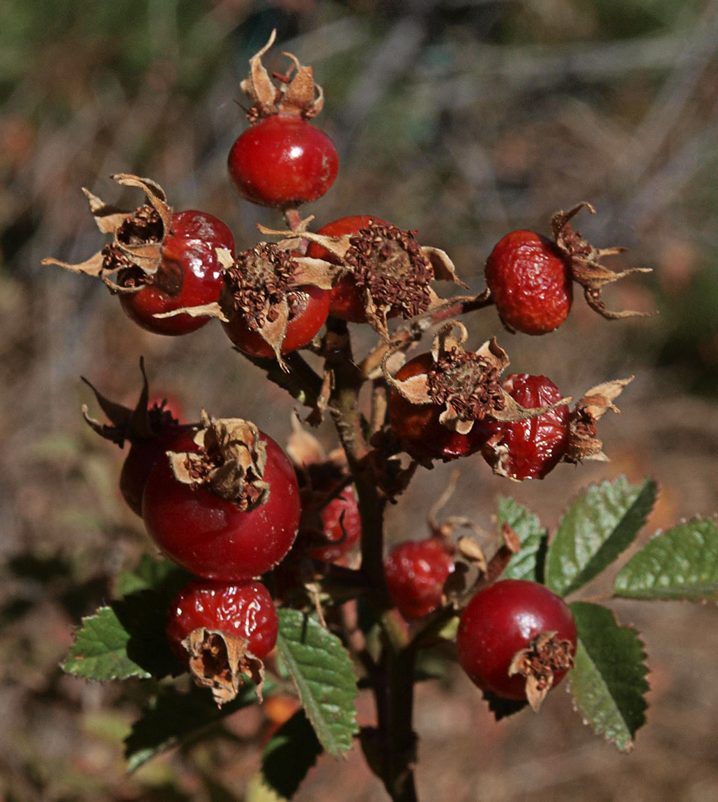 Rosa woodsii