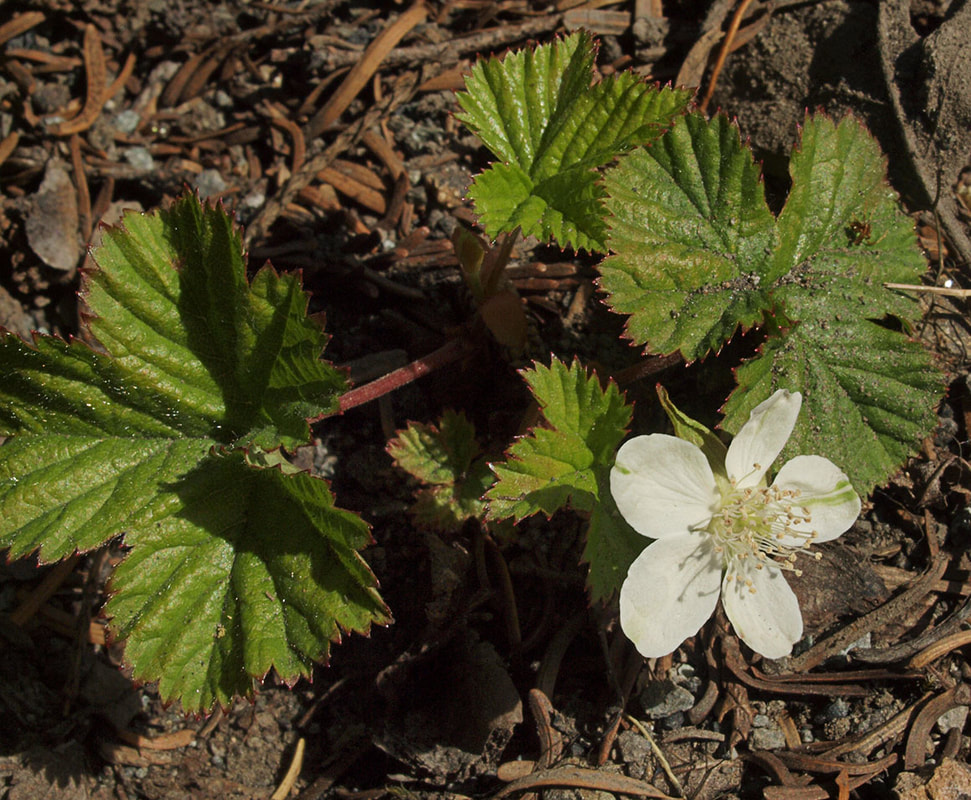 Rubus lasiococcus