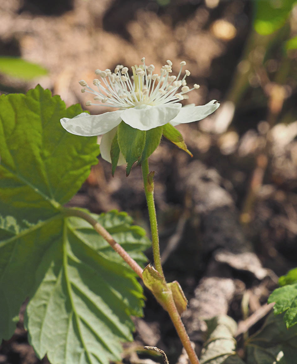 Rubus lasiococcus (Dwarf bramble)