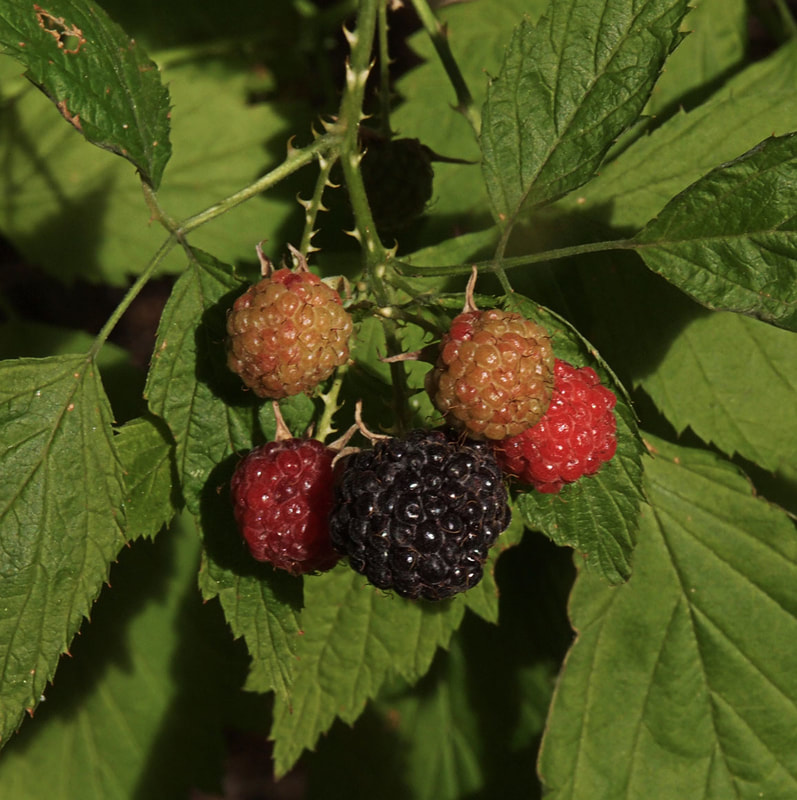 Rubus leucodermis