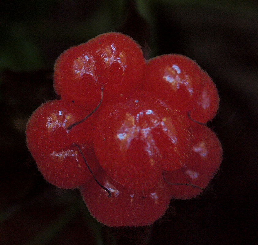 Rubus nivalis