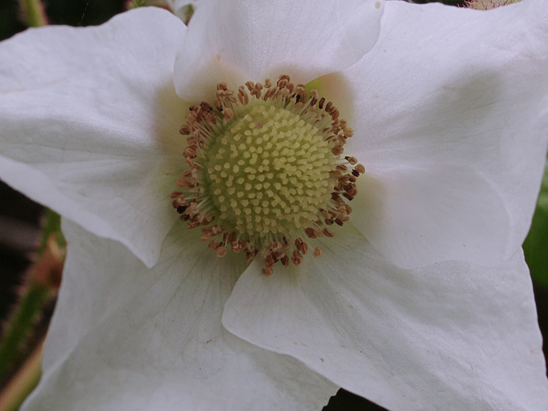 Rubus parviflorus