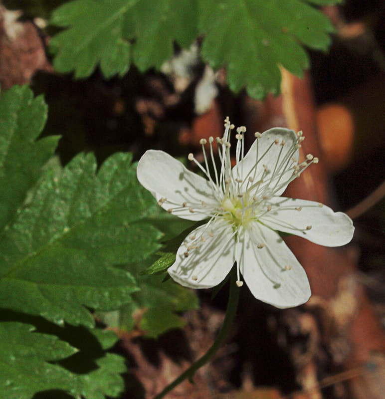 Rubus pedatus