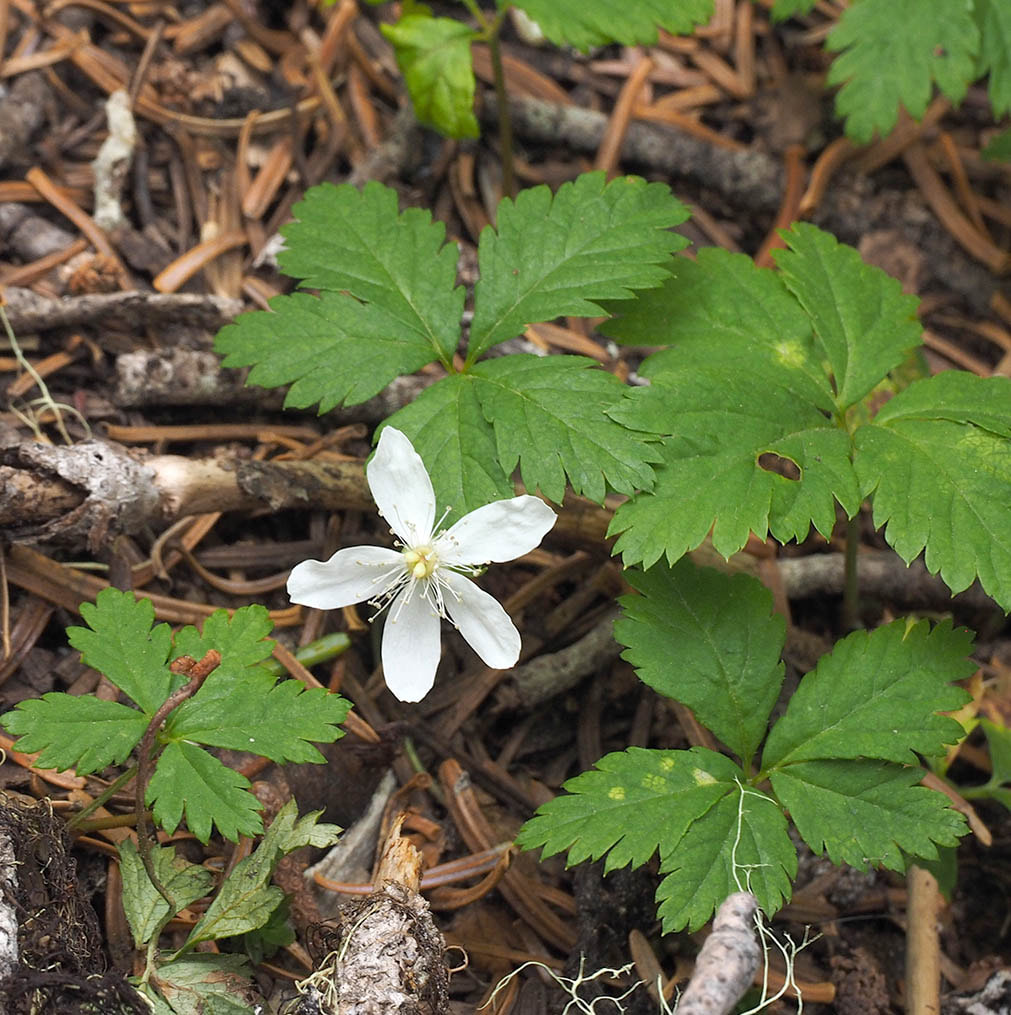 Rubus pedatus (Strawberry bramble) 