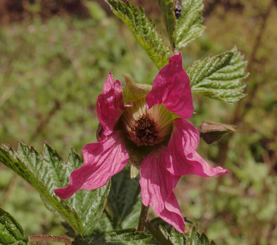 Rubus spectabilis var. spectabilis