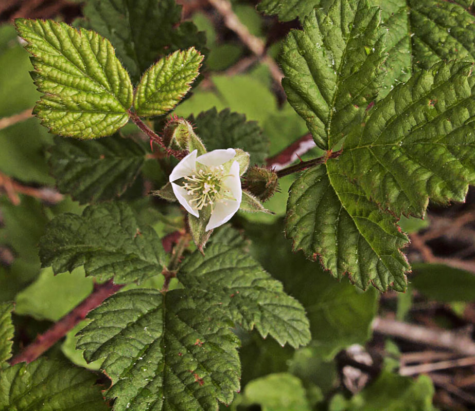 Rubus ursinus