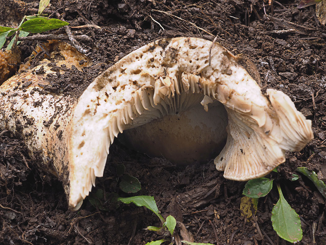 Russula brevipes (Short-stemmed russula)